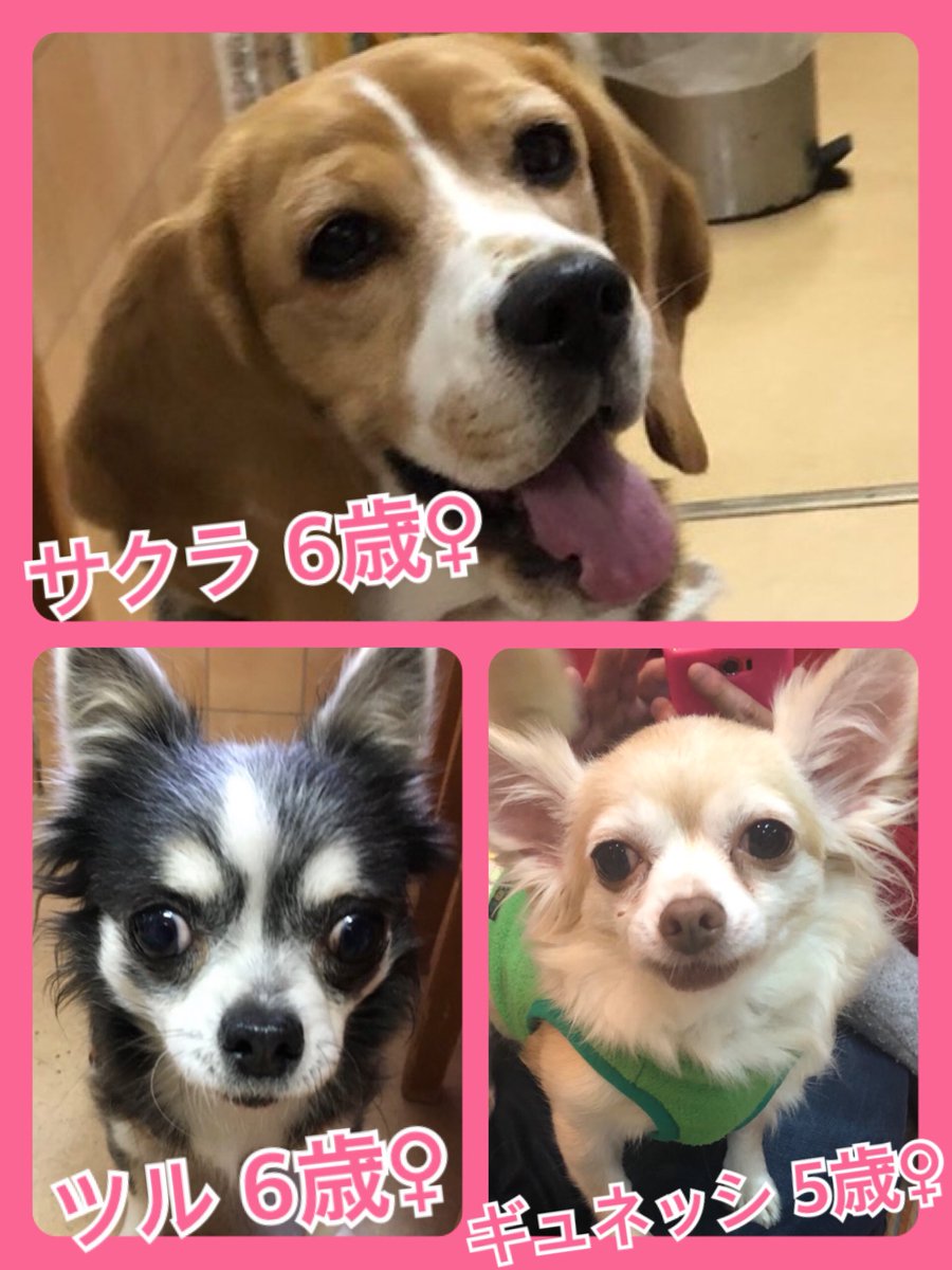 🐾今日の里親様募集中ワンコ🐶メンバーです🐾2019,12,16